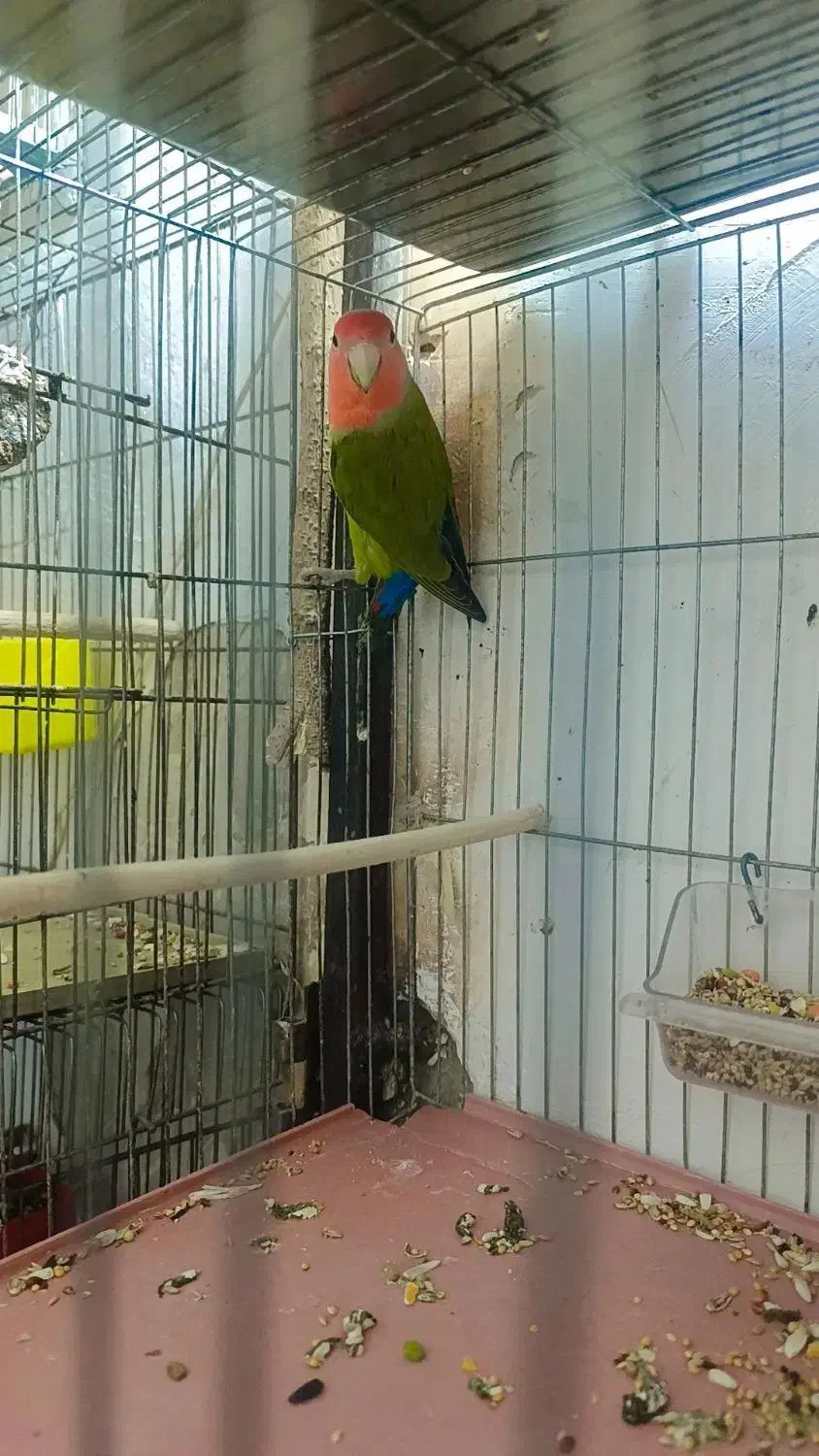 طوطی برزیلی|پرنده|اهواز, دغاغله|دیوار