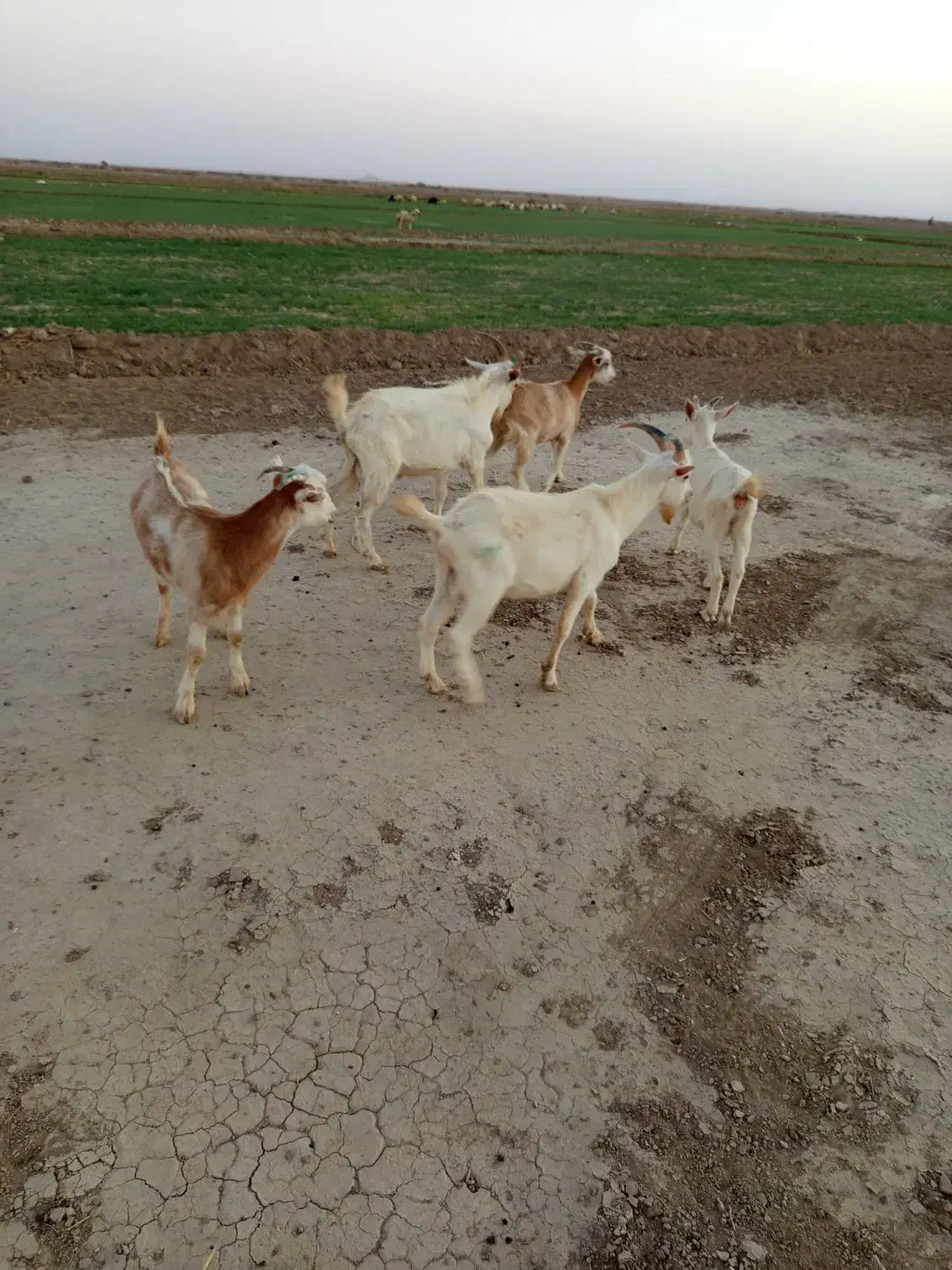 درعی|حیوانات مزرعه|درح, |دیوار