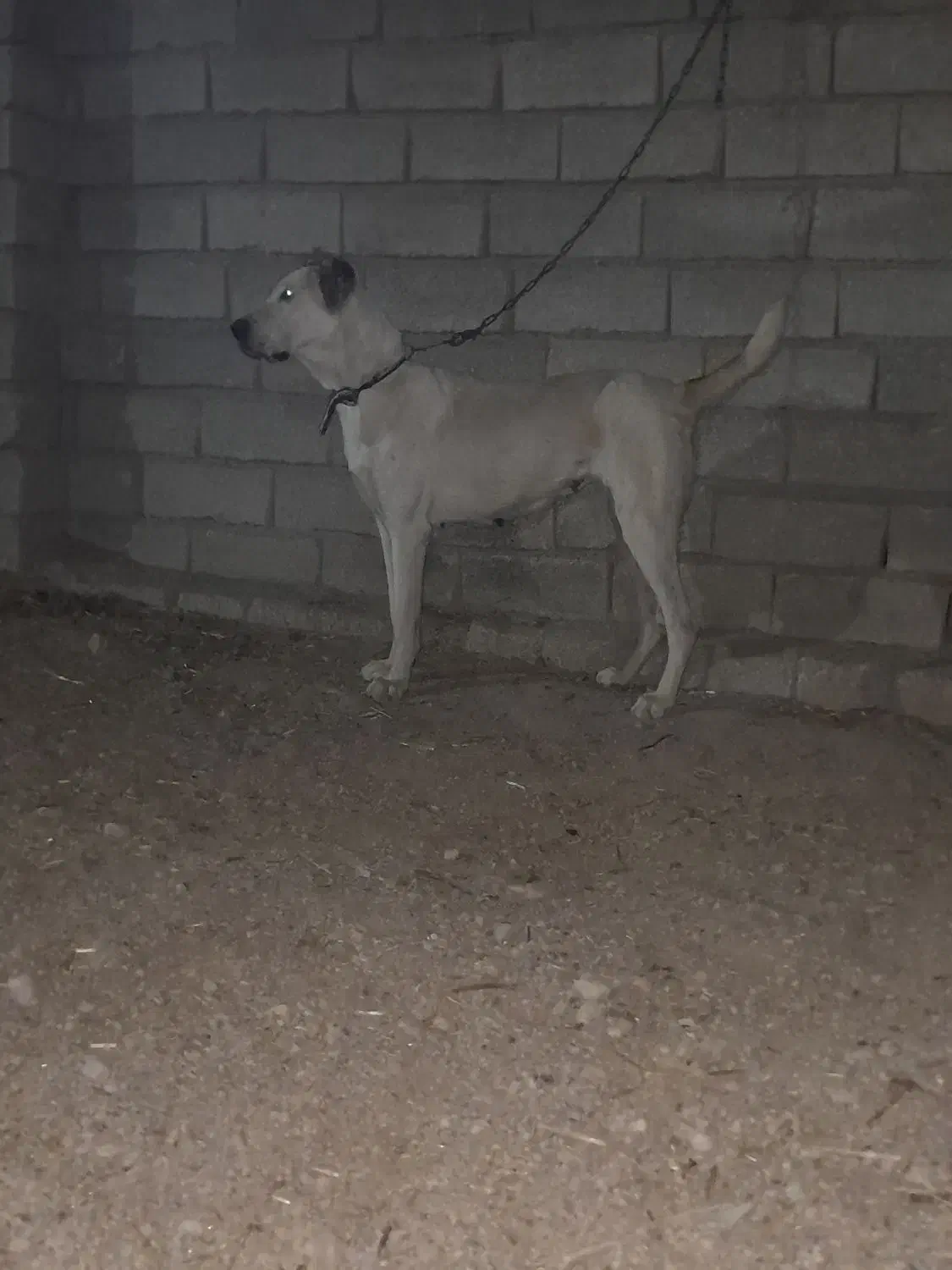 سگ ماده|سگ|پیشخور, |دیوار