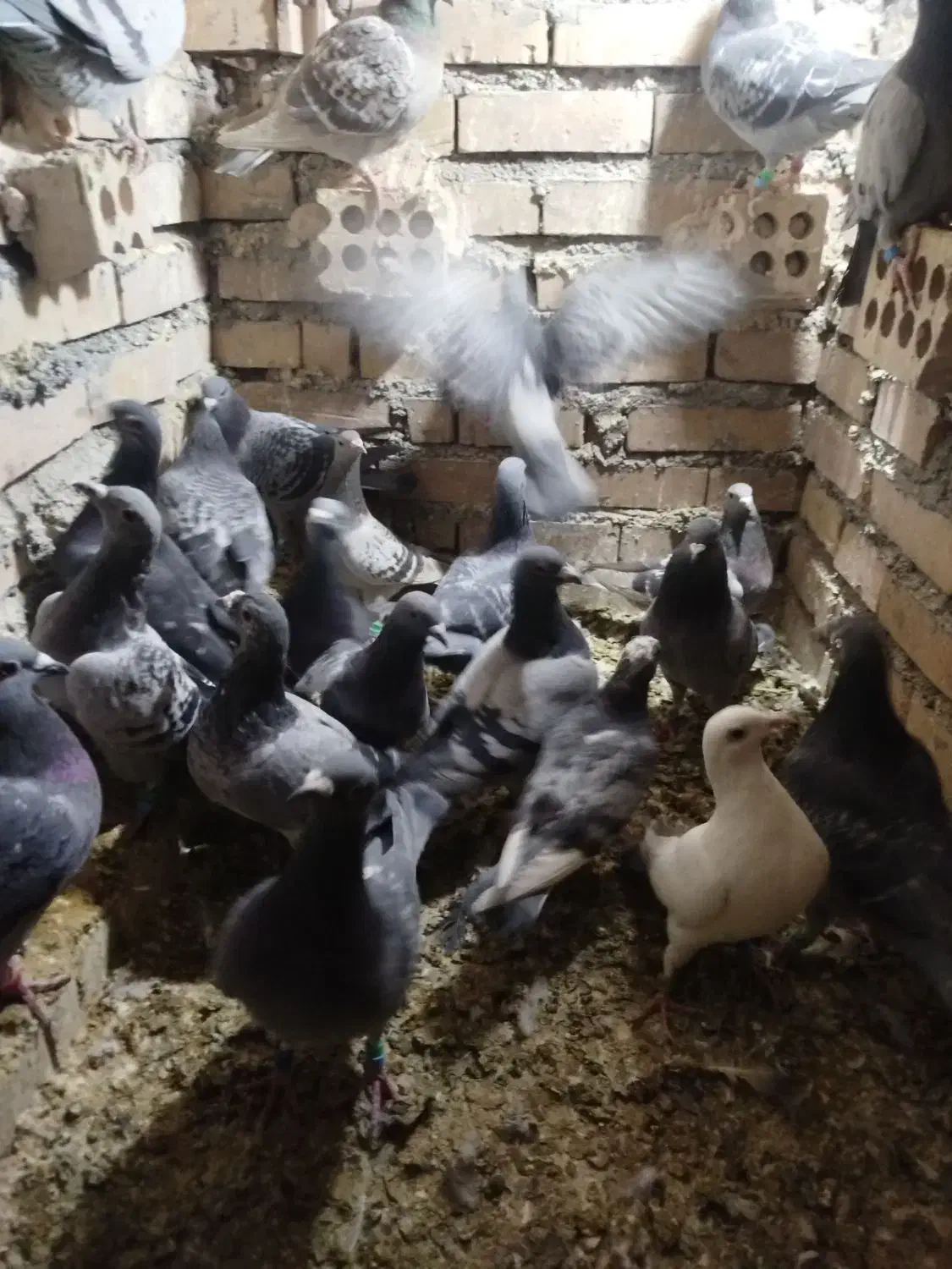 باسلام 36تاحیون یک نسوماده نسونرهمه جوانه جفت 650|پرنده|پائین جام, |دیوار