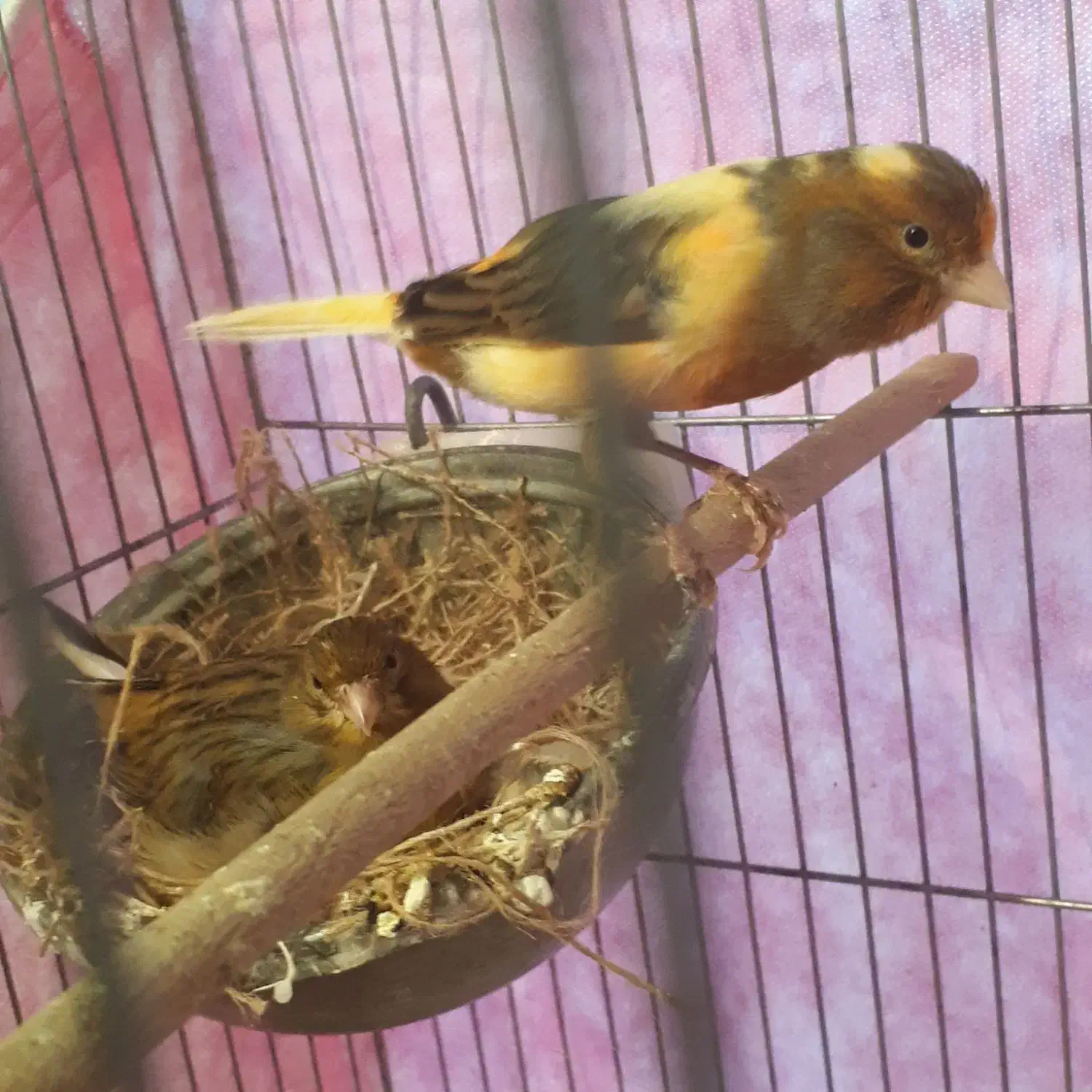 قناری به همراه جوجه ها|پرنده|تهران, امیریه|دیوار