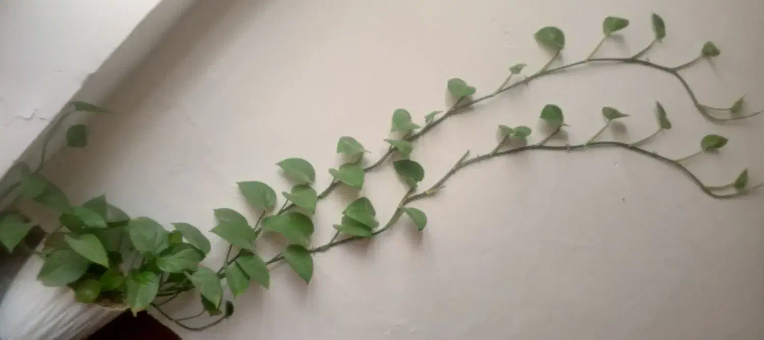 گل طبیعی|گل و گیاه طبیعی|مشهد, همت آباد|دیوار