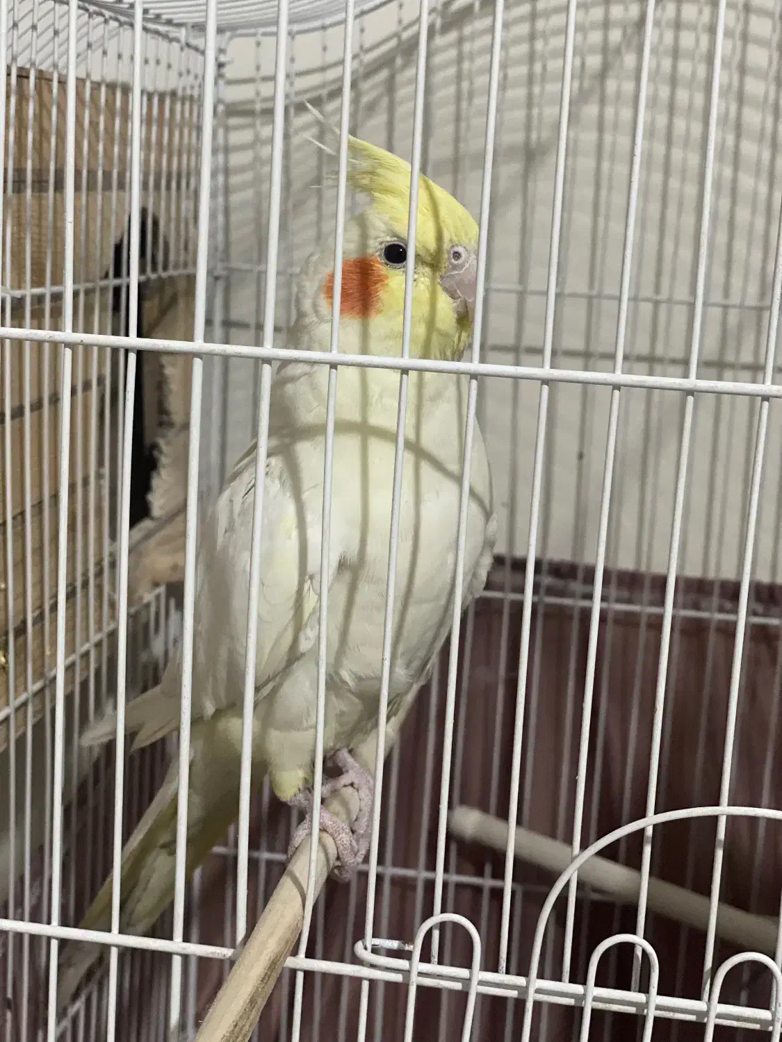 عروس هلندی|پرنده|فردیس, انبار نفت|دیوار