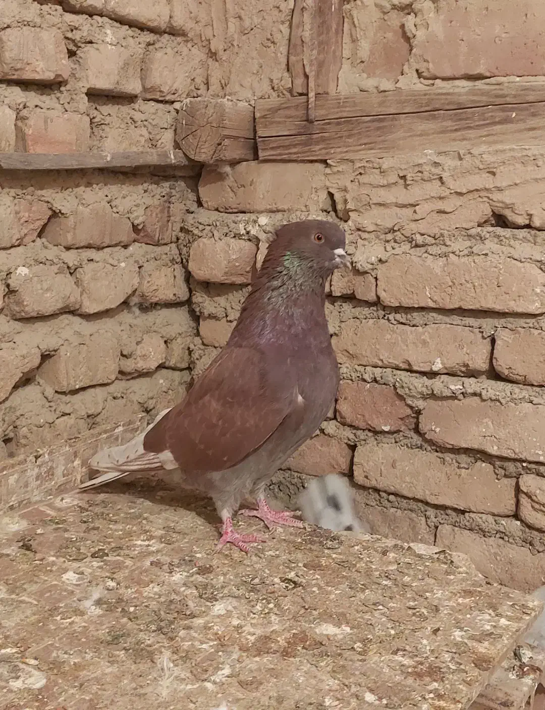 کفتر سرخ و گرگی|پرنده|گرگان, |دیوار