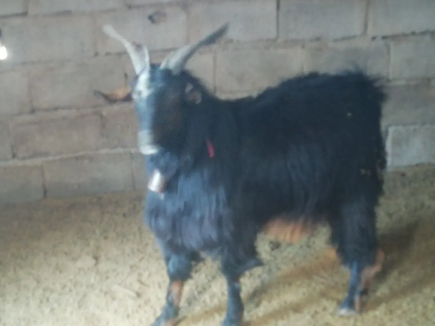 چبش نر|حیوانات مزرعه|حنا, |دیوار