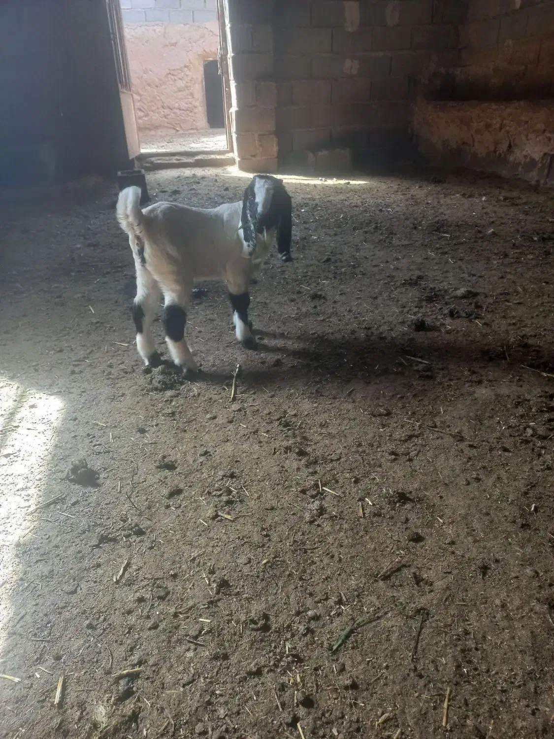 بزغاله|حیوانات مزرعه|تایباد, |دیوار