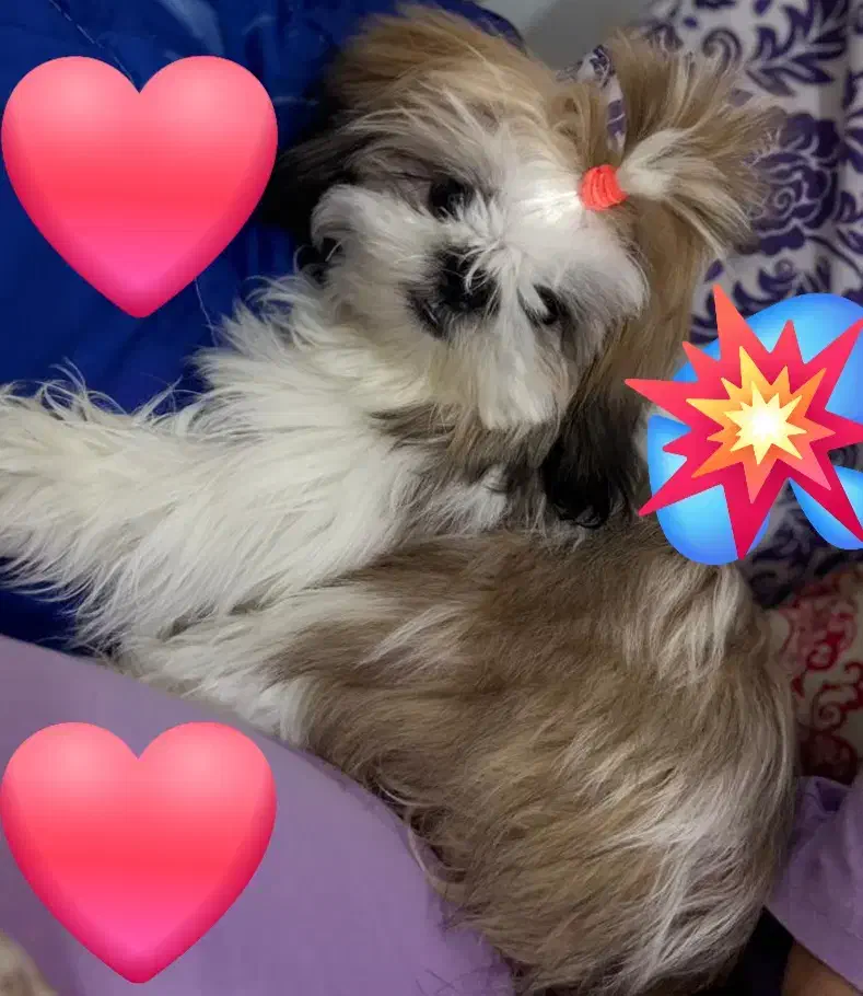 سگ اهلی|سگ|بندر ماهشهر, |دیوار