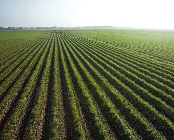 زمین کشاورزی بارانی|فروش دفتر صنعتی، کشاورزی، تجاری|بلداجی, |دیوار