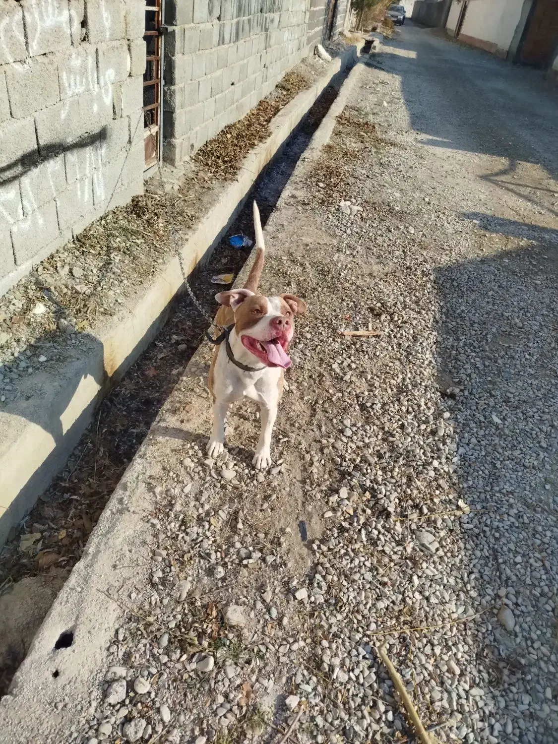 واگذاری سگ پیتبول فی ۱۰|سگ|کرج, کمالشهر|دیوار