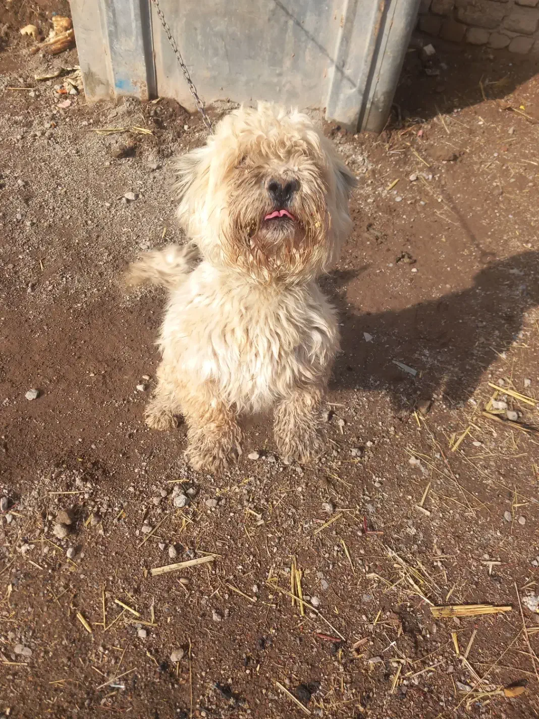 ۵قلاده سگ پاکوتاه پشمالو باهوش|سگ|قزوین, |دیوار