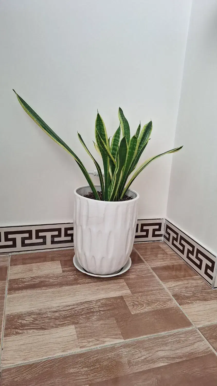 گل آپارتمانی|گل و گیاه طبیعی|کرج, اصفهانیها|دیوار