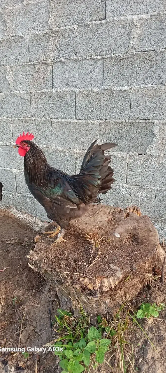 خروس زینتی|حیوانات مزرعه|رشت, پیرکلاچای|دیوار