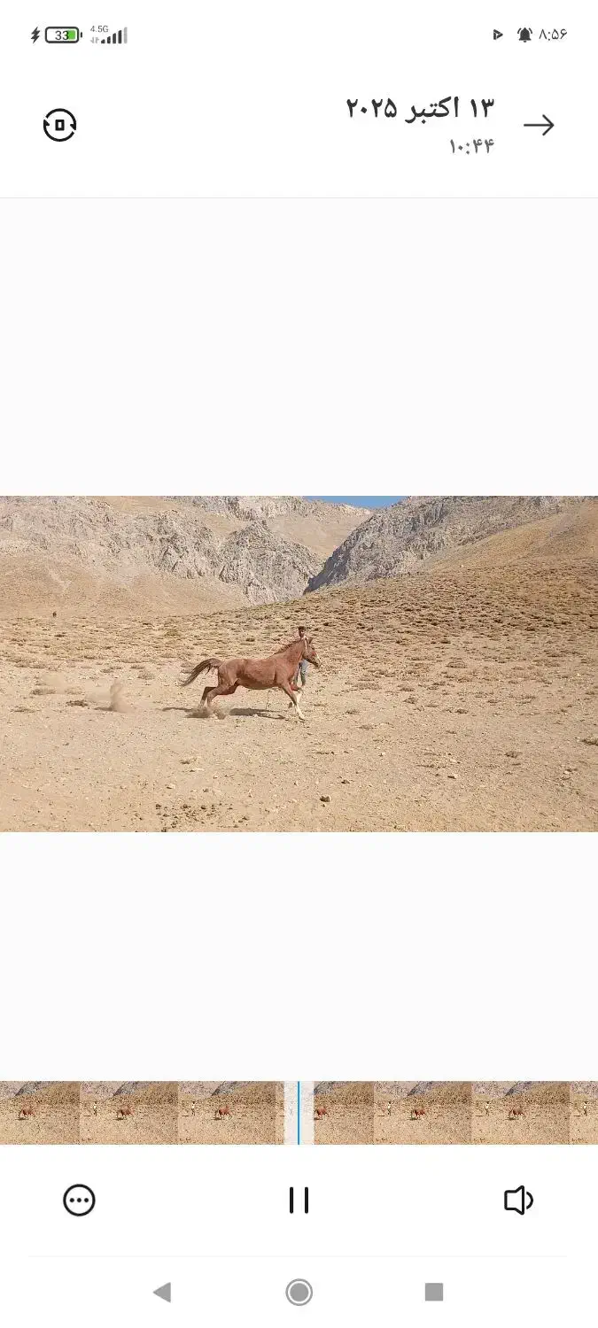 مادیون ترکی فروشی|اسب و تجهیزات اسبسواری|شهرضا, |دیوار