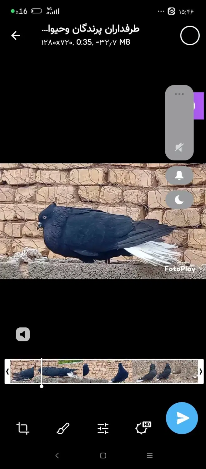 کبووتر و|پرنده|آباده, |دیوار