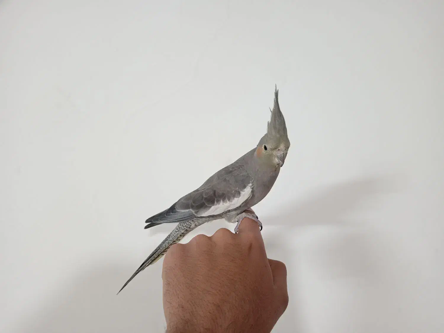 عروس هلندی|پرنده|برخوار, |دیوار