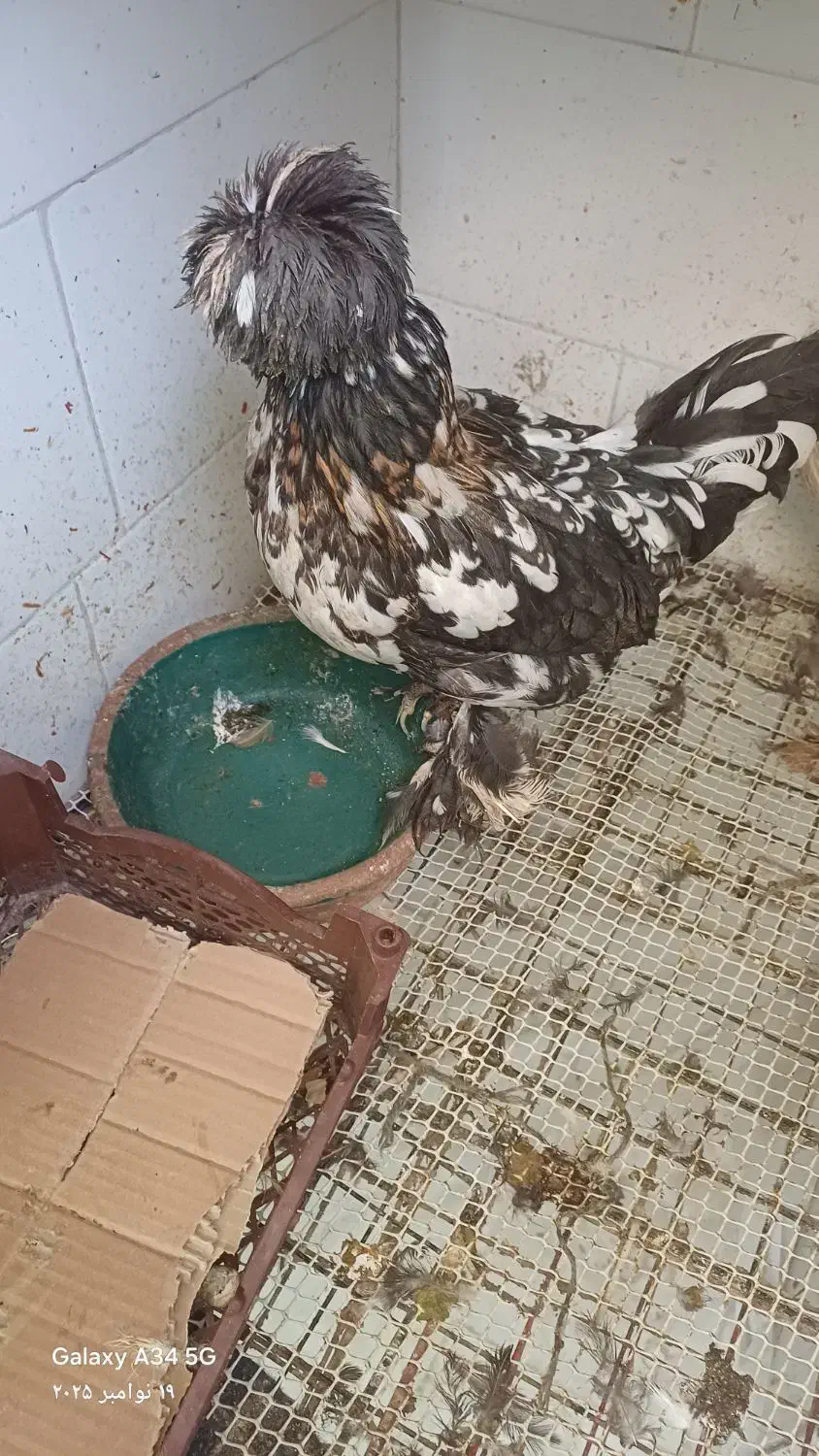 مرغ سلطان|حیوانات مزرعه|قم, بکایی|دیوار