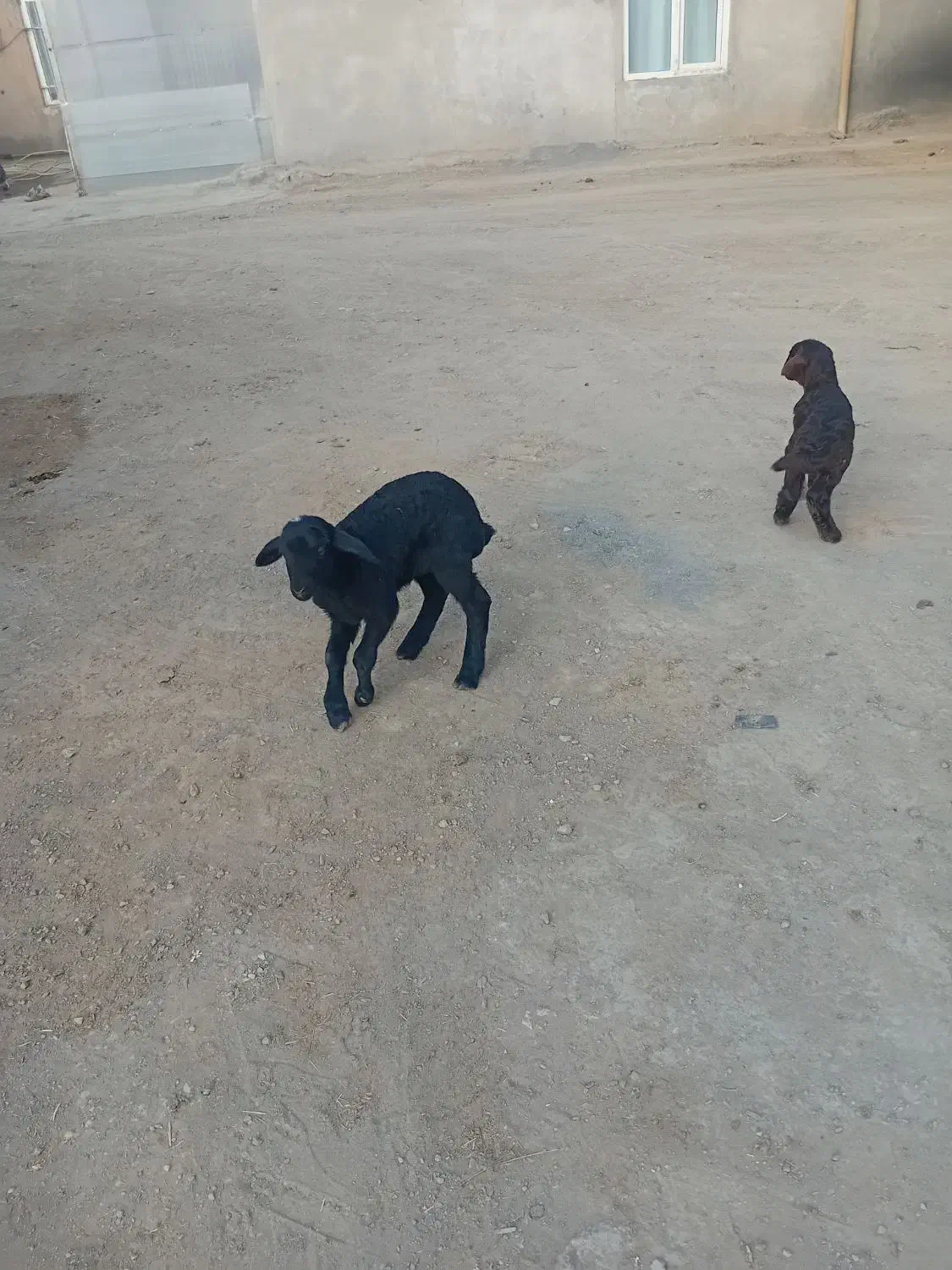 دوتا بره شیری نر ماده فروشی  جفت ۴۵۰۰|حیوانات مزرعه|کمیجان, |دیوار