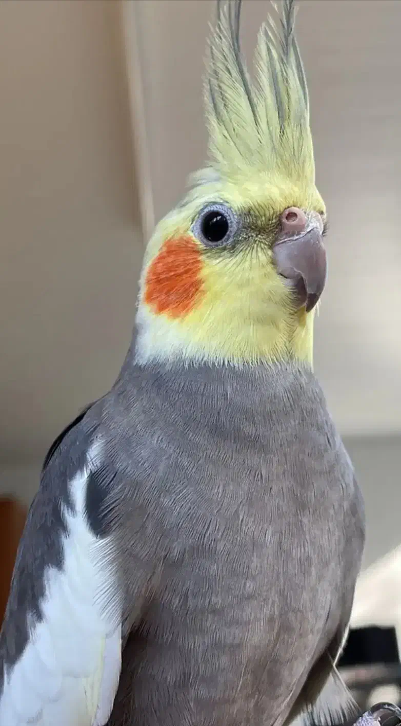 یک جفت عروس سرحال با قفس|پرنده|فردیس, شهرک ناز|دیوار