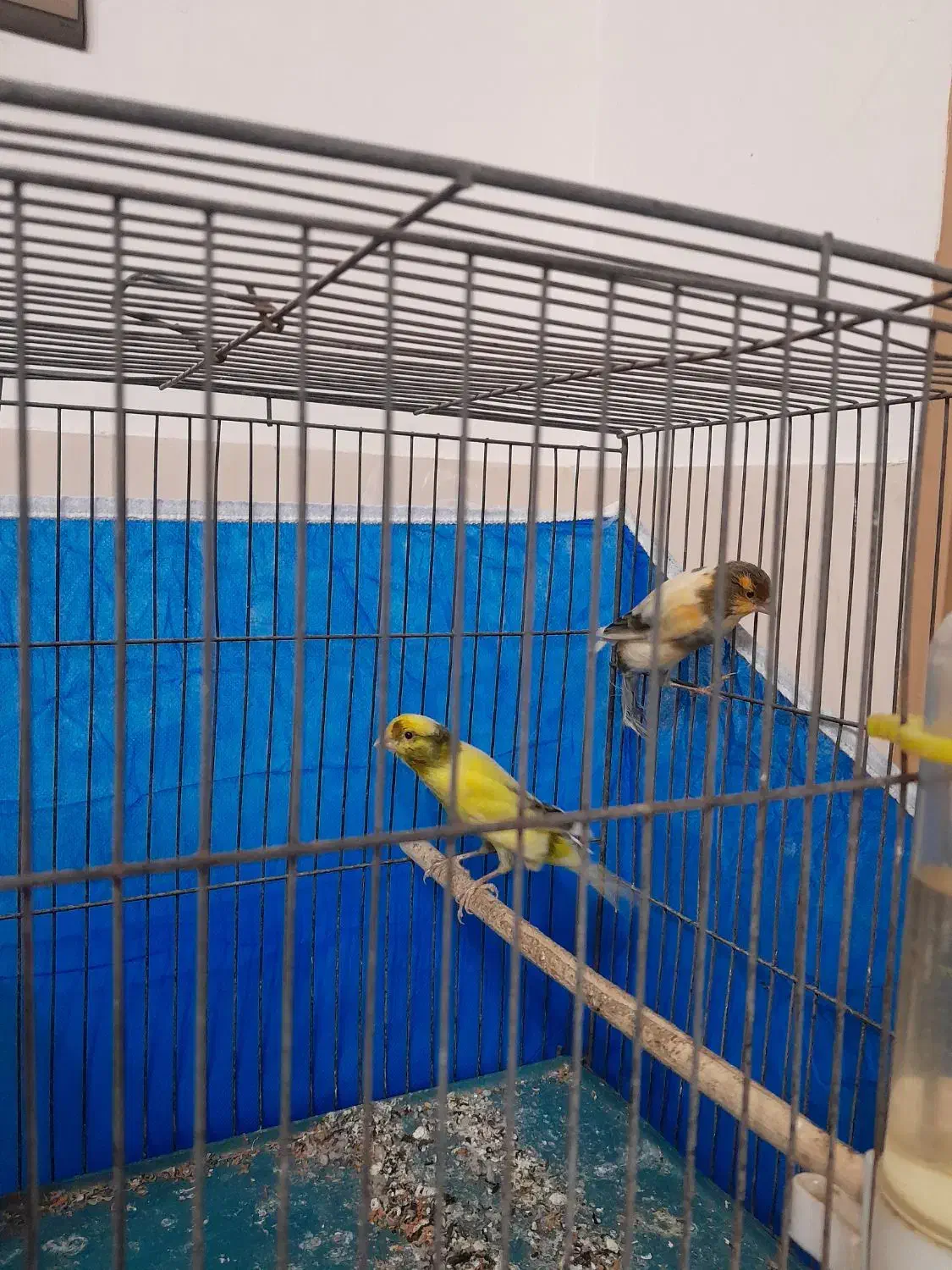 قناری|پرنده|خمینی‌شهر, |دیوار