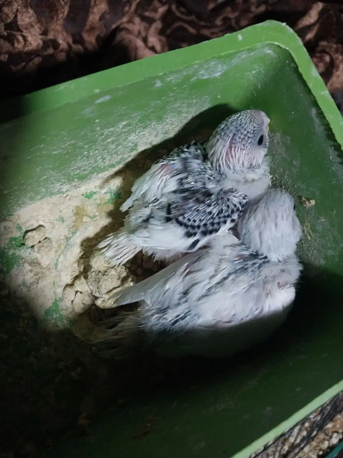 جوجه مرغ عشق سرلاکی رنگ خاص در کوهچنار|پرنده|جره و بالاده, |دیوار