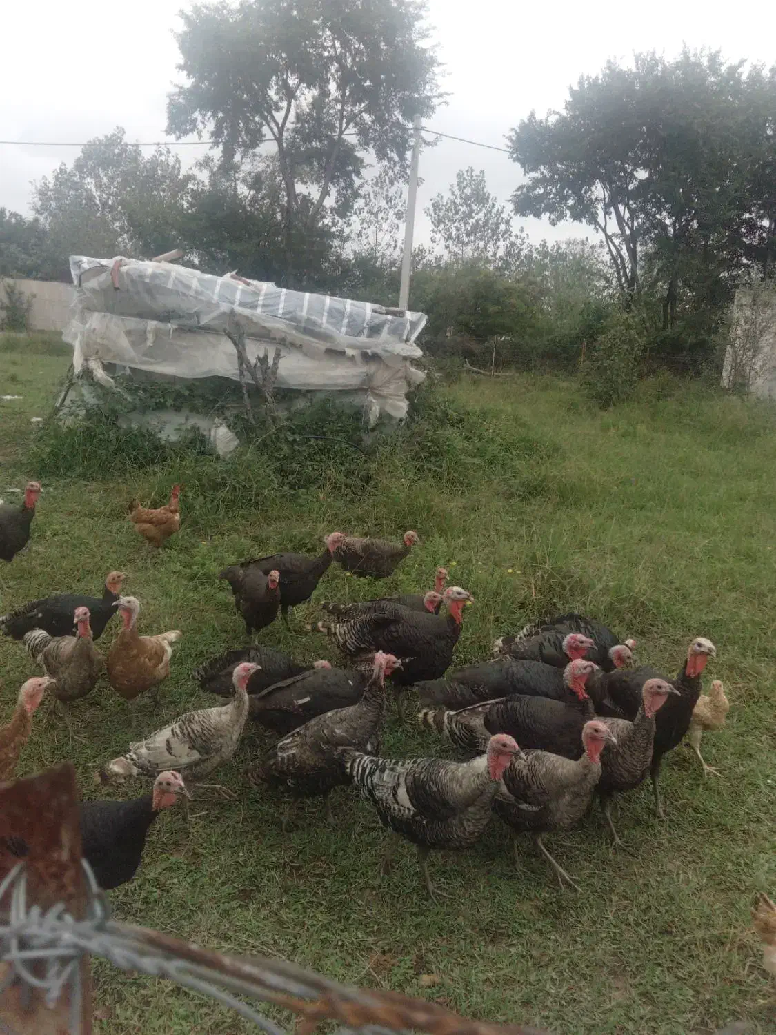 هشت عدد بوقلمون سالم جوان|حیوانات مزرعه|رضوانشهر, |دیوار