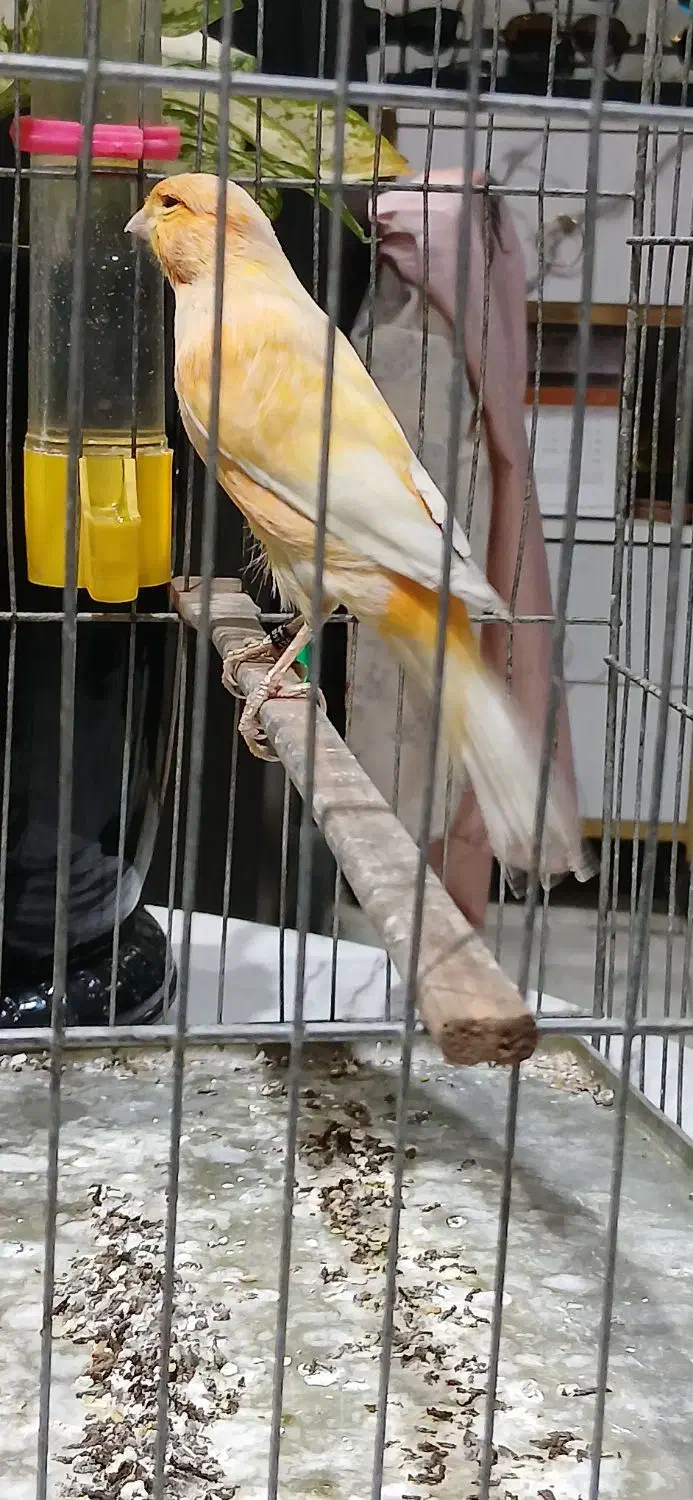 ۳ عدد قناری نر رسمی بخون|پرنده|تهران, هفده شهریور|دیوار