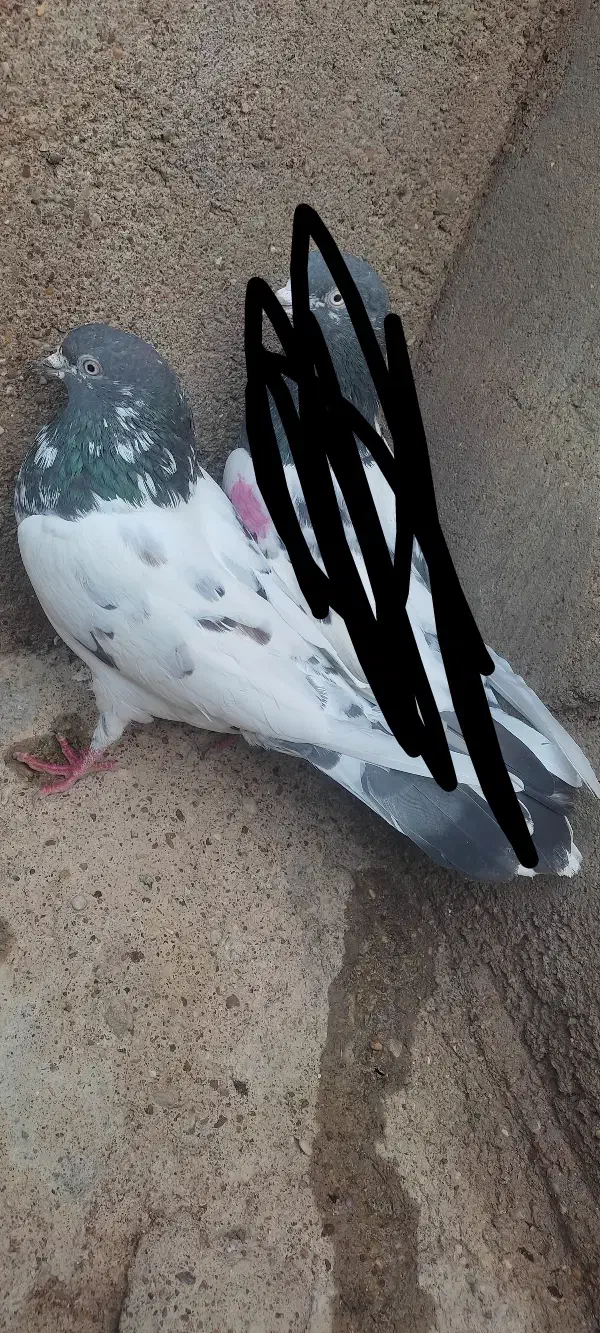 تیدی|کلکسیون و سرگرمی|مسجد سلیمان, |دیوار