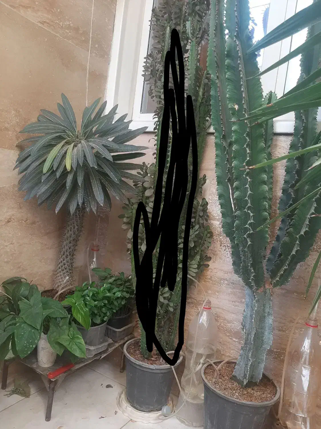 گل و گیاه طبیعی|گل و گیاه طبیعی|محمدشهر, محمدشهر|دیوار