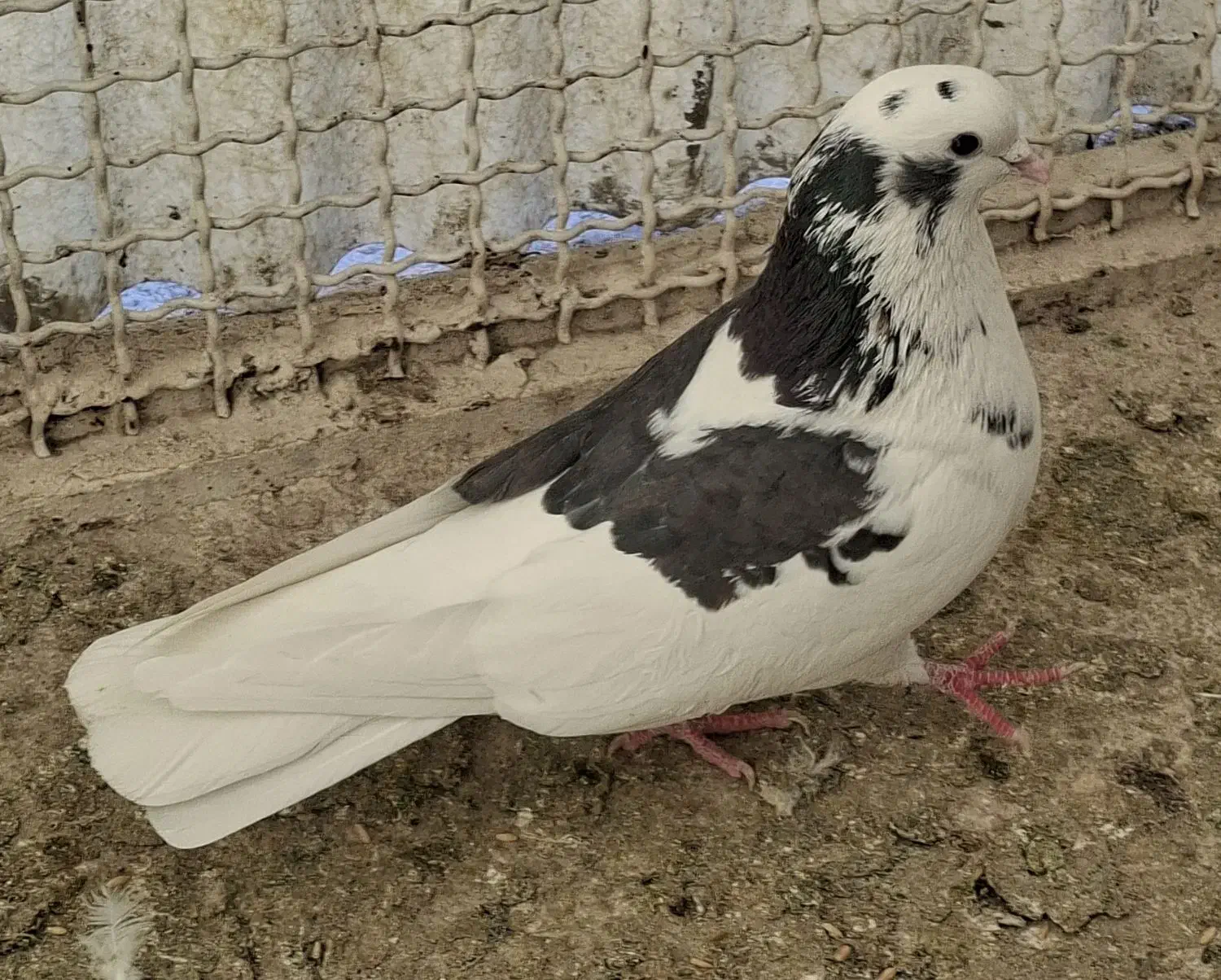 کفتر کبوتر پرشی|پرنده|گلستان (تهران), |دیوار