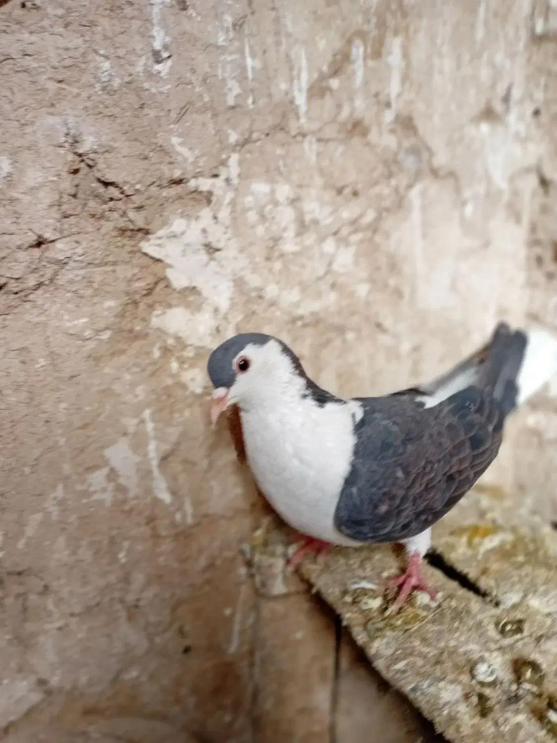 کفتر|پرنده|شیروان (خراسان), |دیوار