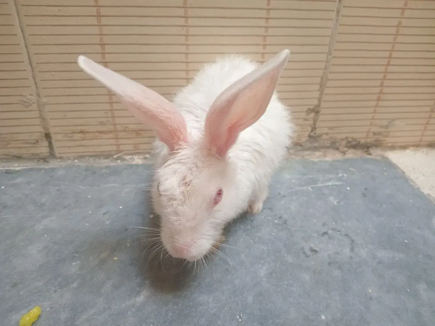 خرگوش|موش و خرگوش|بیرجند, |دیوار