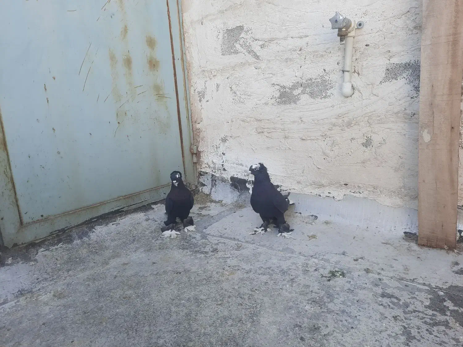 کفتر|حیوانات|تبریز, |دیوار