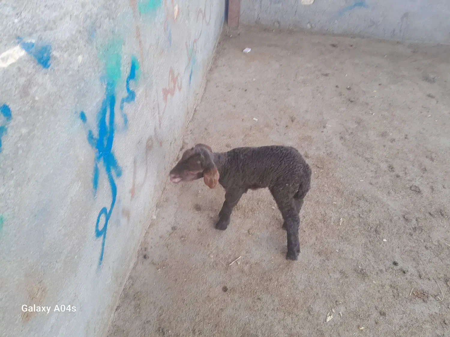 خریدوفروش بره شیری وبزغاله شیری|حیوانات مزرعه|تربتحیدریه, باغ سلطانی|دیوار