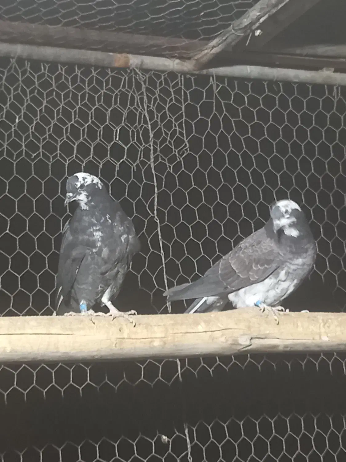 جوجه کبوتر پرشی قاره دم سفید|پرنده|فولادشهر, A1|دیوار