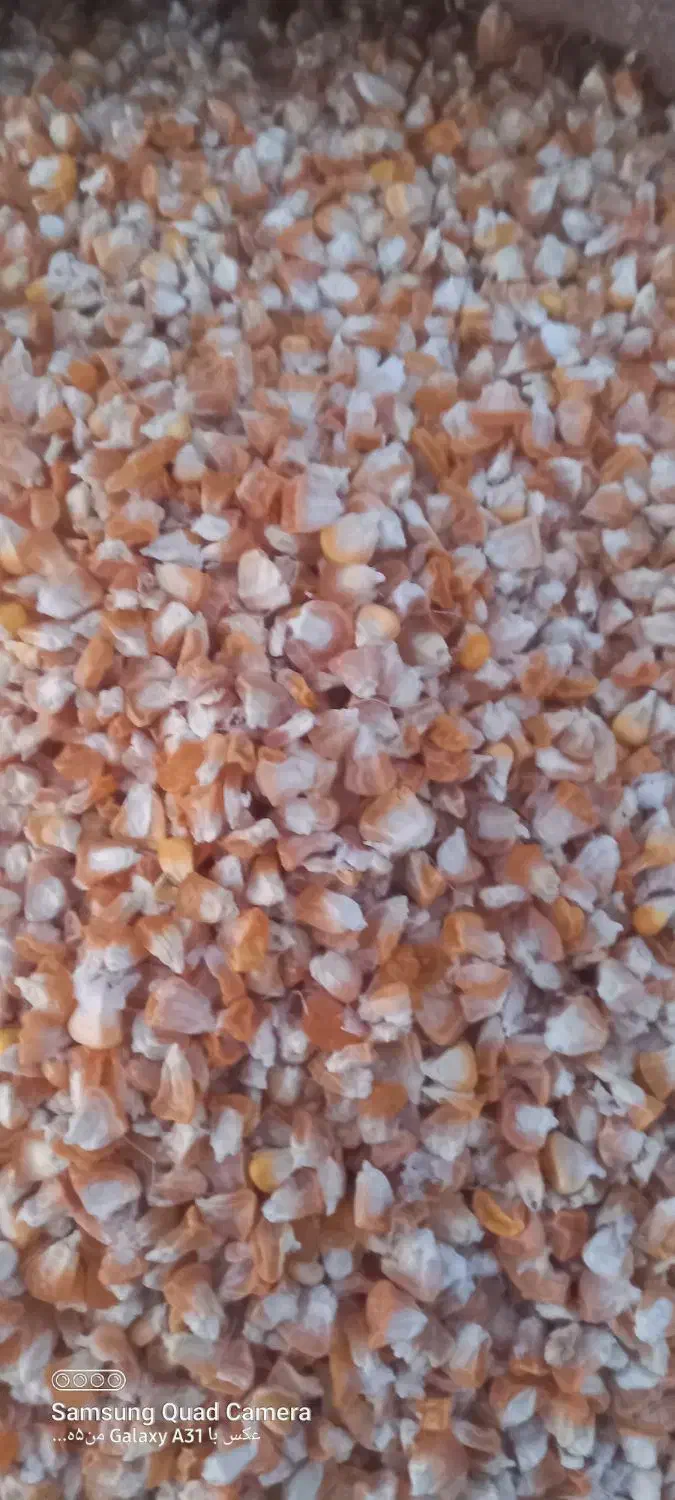 ذرت دام|حیوانات مزرعه|بروجرد, |دیوار