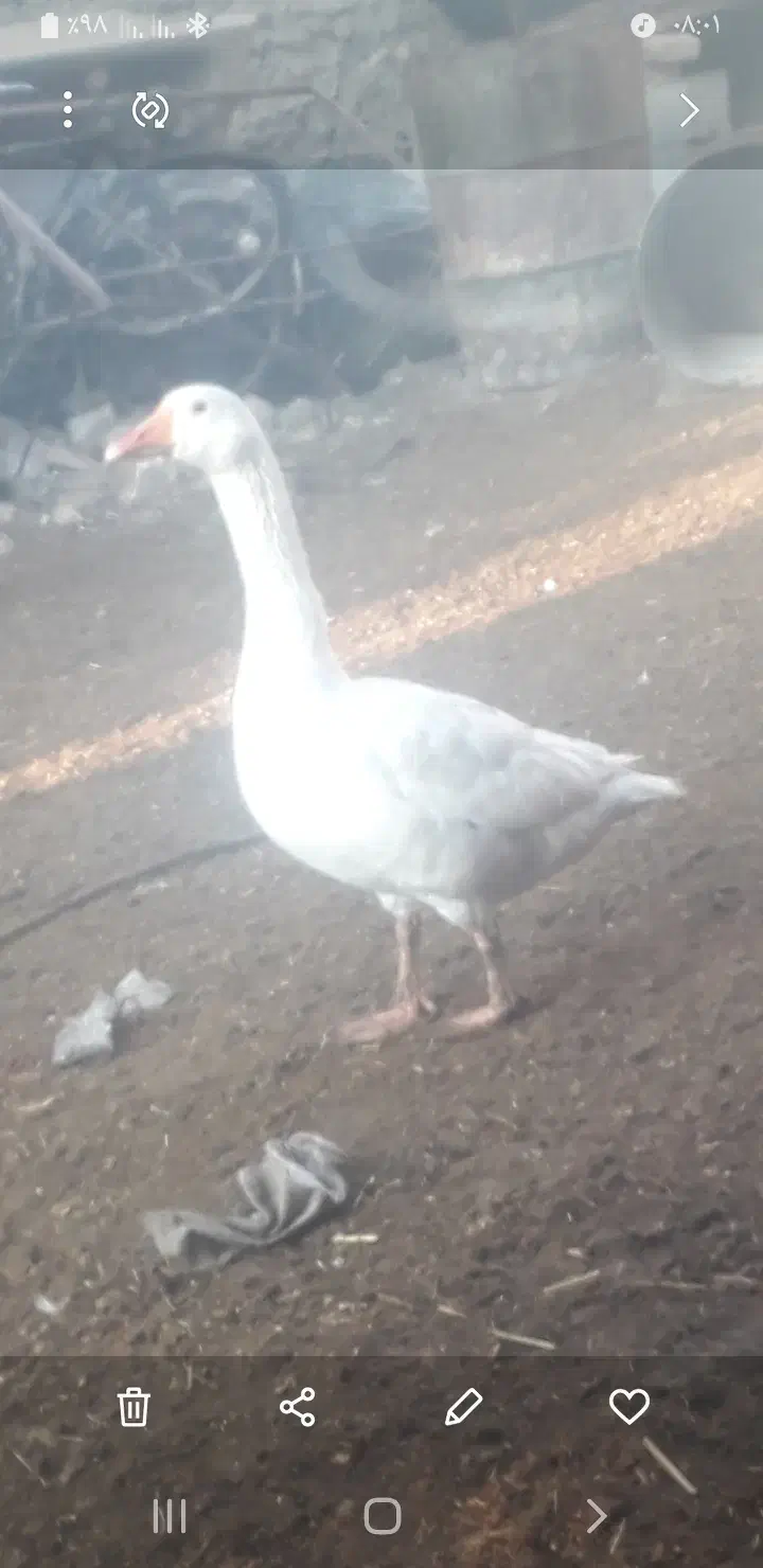 غازنر|حیوانات مزرعه|ملایر, |دیوار