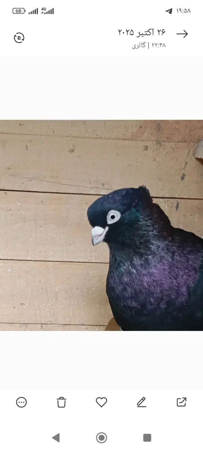 با سلام یک جفت صرب درجه یک.|پرنده|آذرشهر, |دیوار