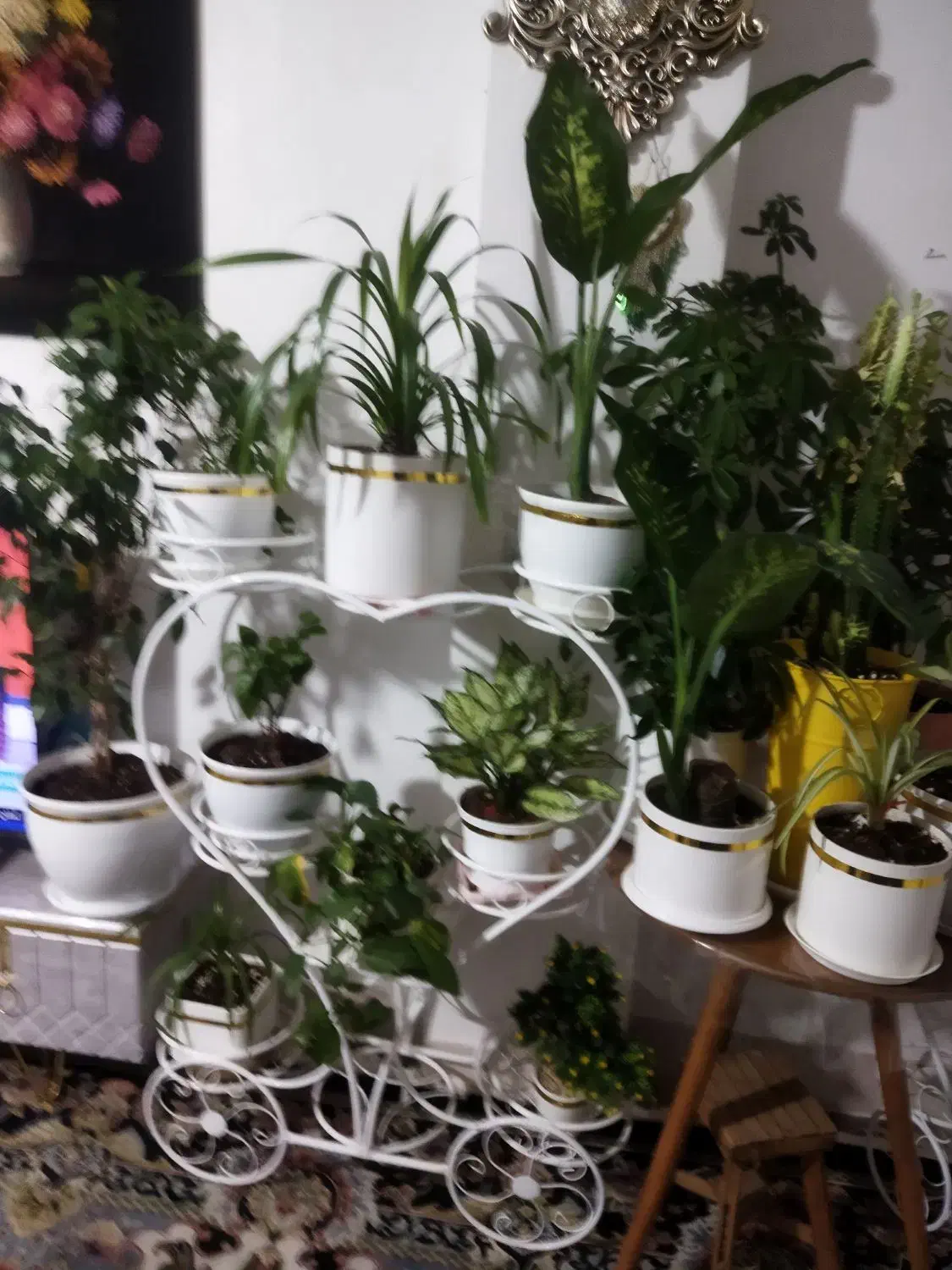 گلدان|گل و گیاه طبیعی|شیراز, شهرک مهدیه|دیوار