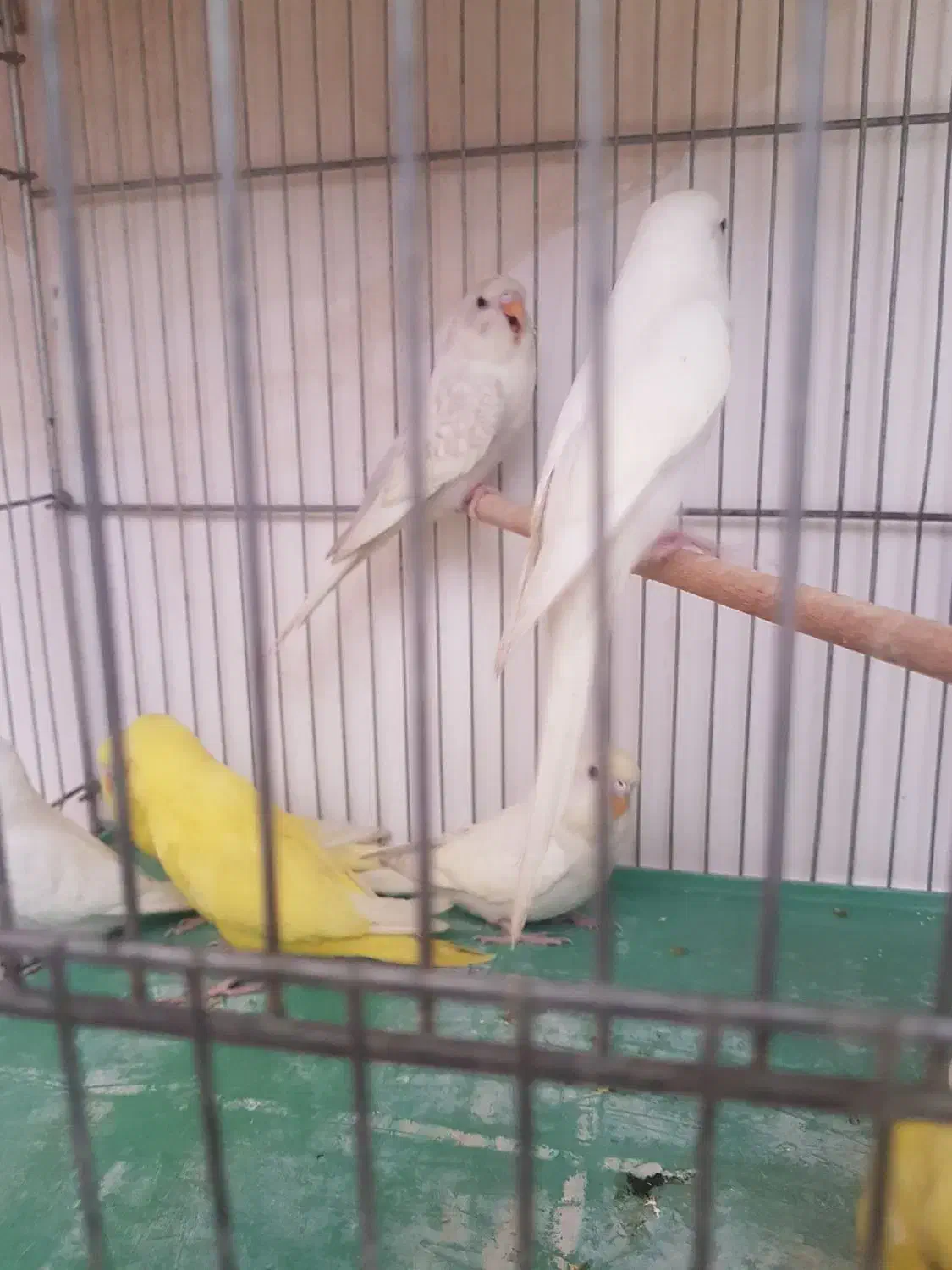 فروش مرغ عشق ،انگلیسی گرید بالا لوتینو،آلبینو،|پرنده|شیراز, گلشن|دیوار