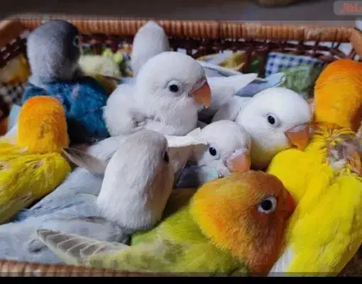 انواع جوجه سرلاکی کوتوله|پرنده|تربت جام, شهرک آزادگان|دیوار