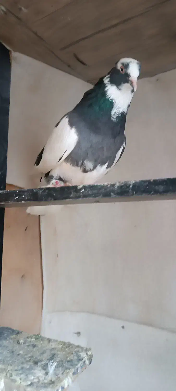 کبوتر ابلق تیکه پاره ماده|پرنده|مشگین شهر, |دیوار