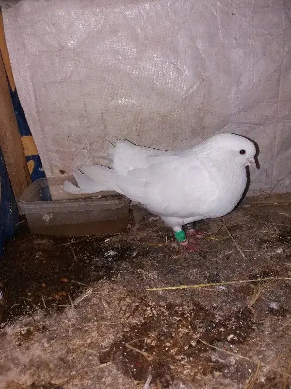 کبوتر دم چتری نر بالغ|پرنده|گلبهار, شهر جدید گلبهار|دیوار