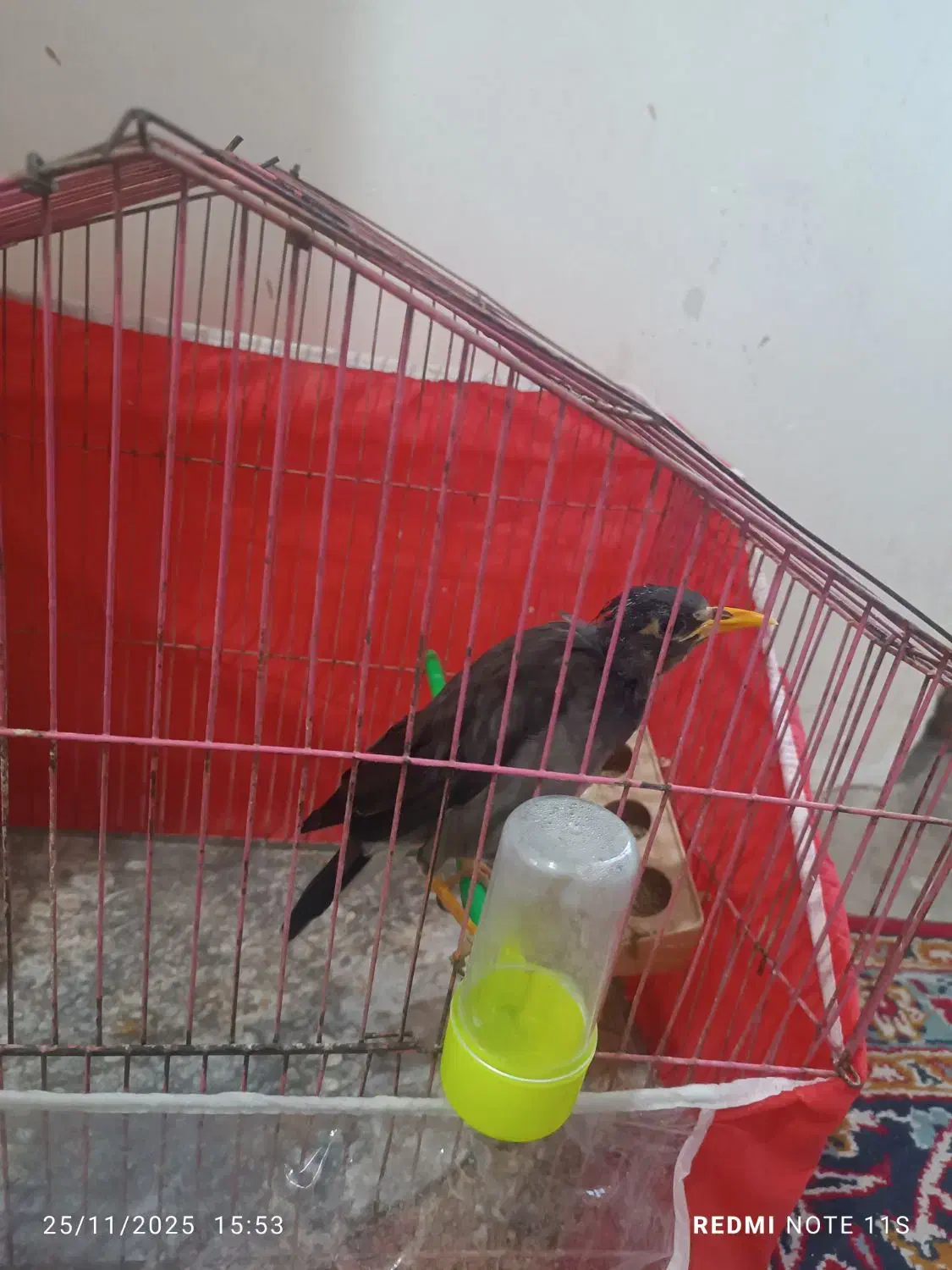 عروس هلندی|پرنده|مشهد, رده|دیوار