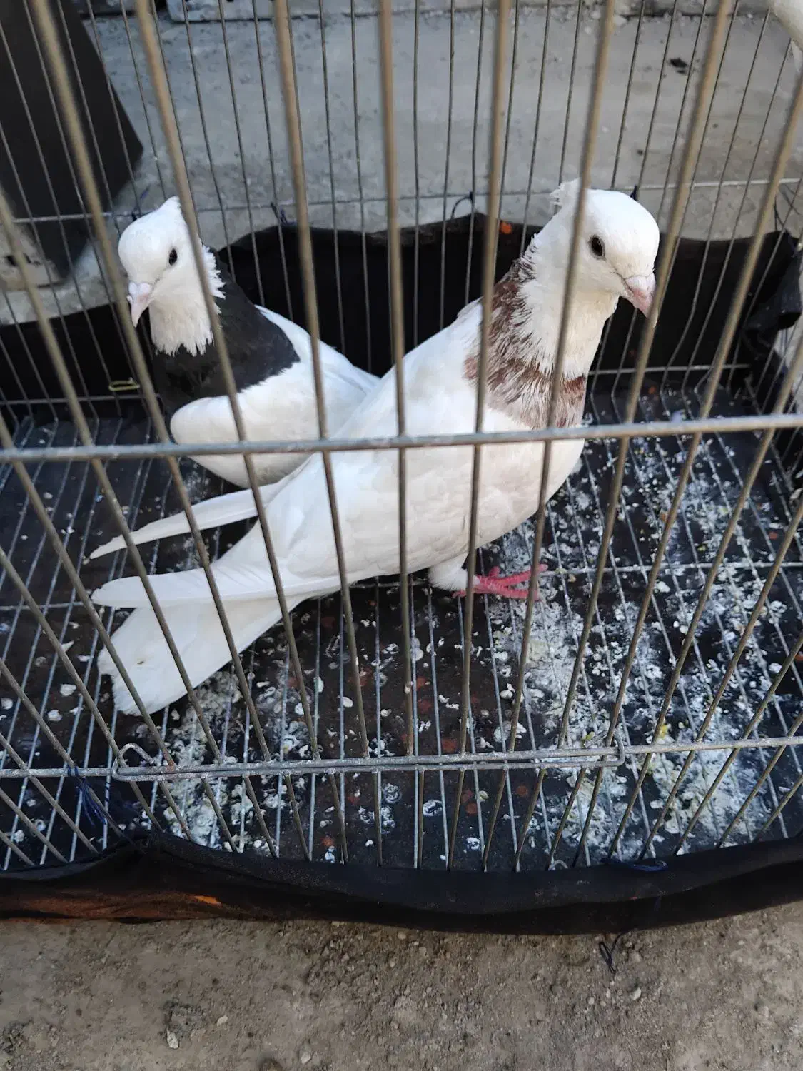 یکجفت طوقی|کنسول، بازی ویدئویی و آنلاین|ایذه, |دیوار