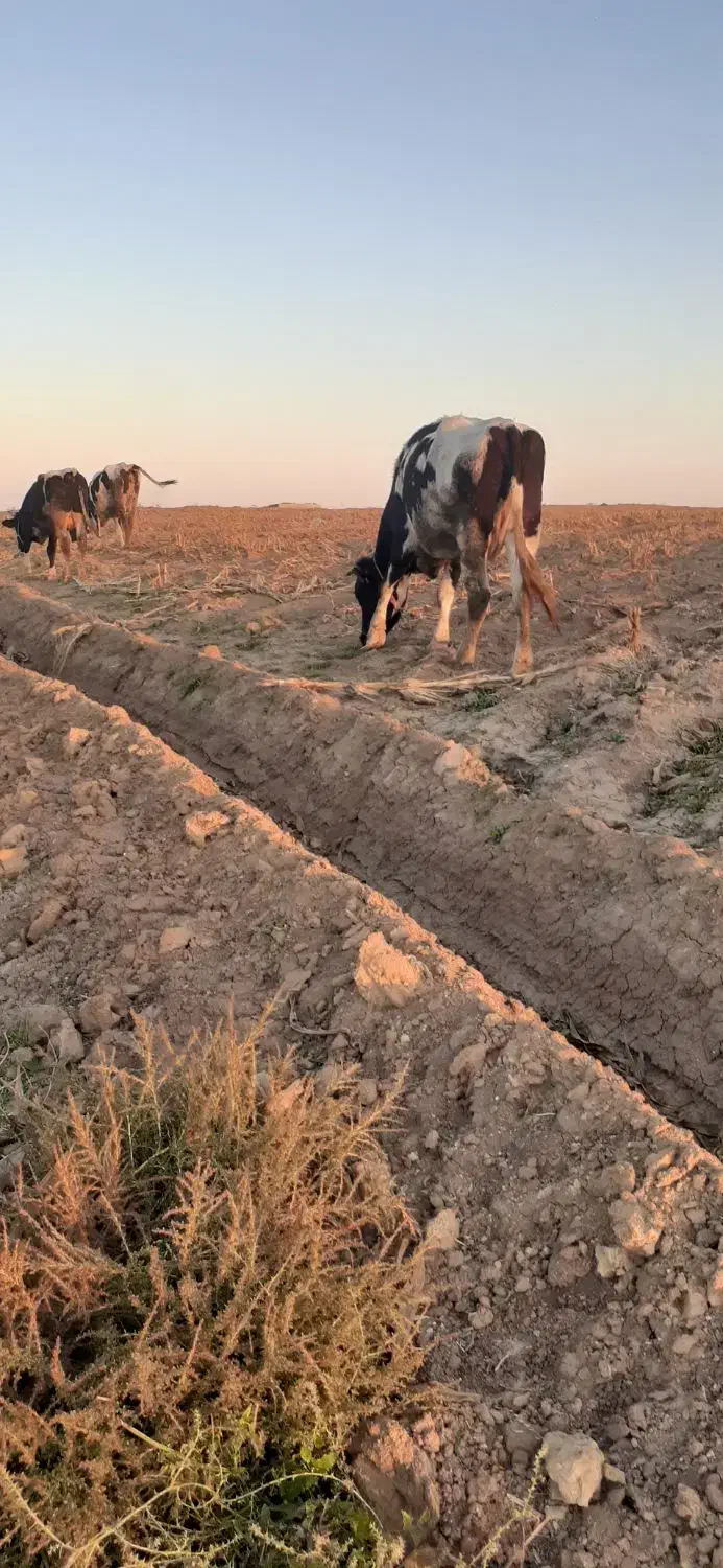 دو عدد گاو آبستن ۷ماهه|حیوانات مزرعه|قشلاق دشت, |دیوار