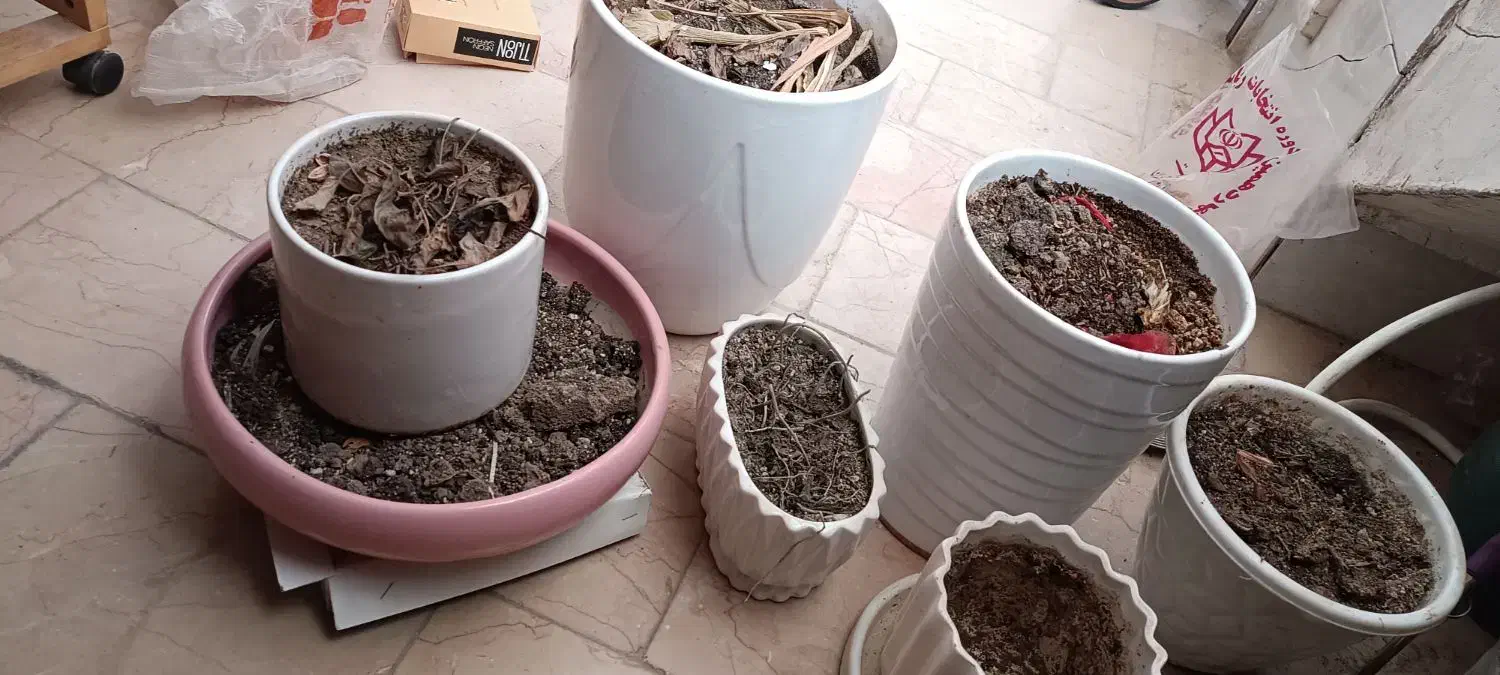 گلدان سرامیکی|گل و گیاه طبیعی|نائین, |دیوار