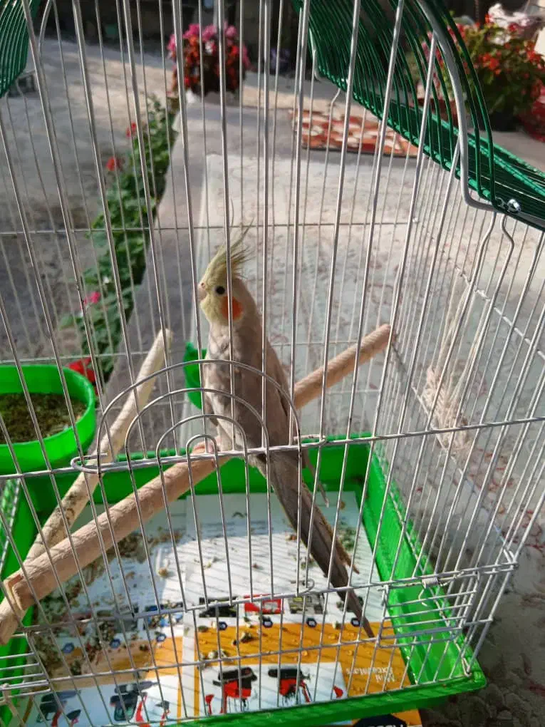 عروس هلندی ماده بالغ|پرنده|صومعه‌سرا, |دیوار