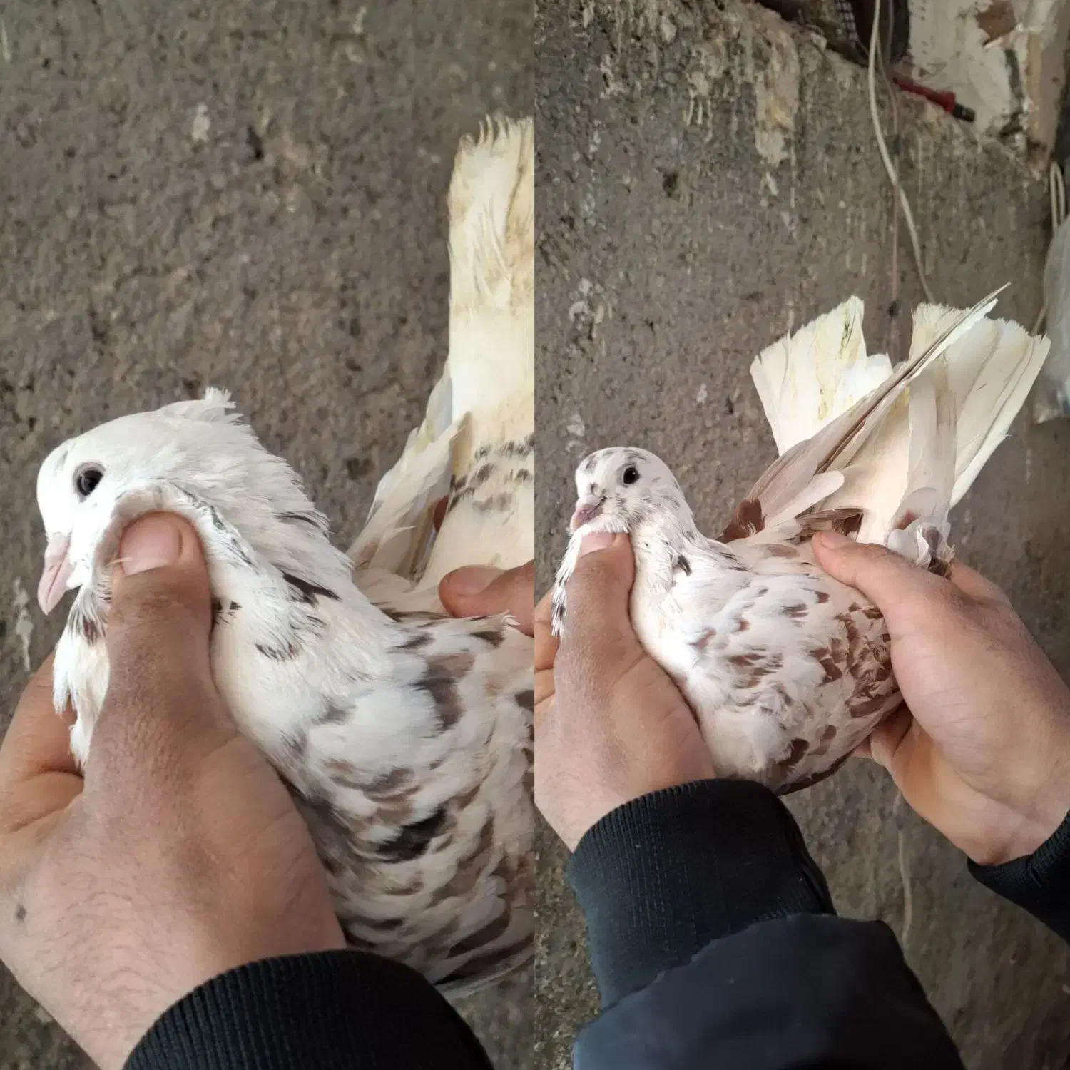 کبوتر تکپر|پرنده|خان ببین, |دیوار