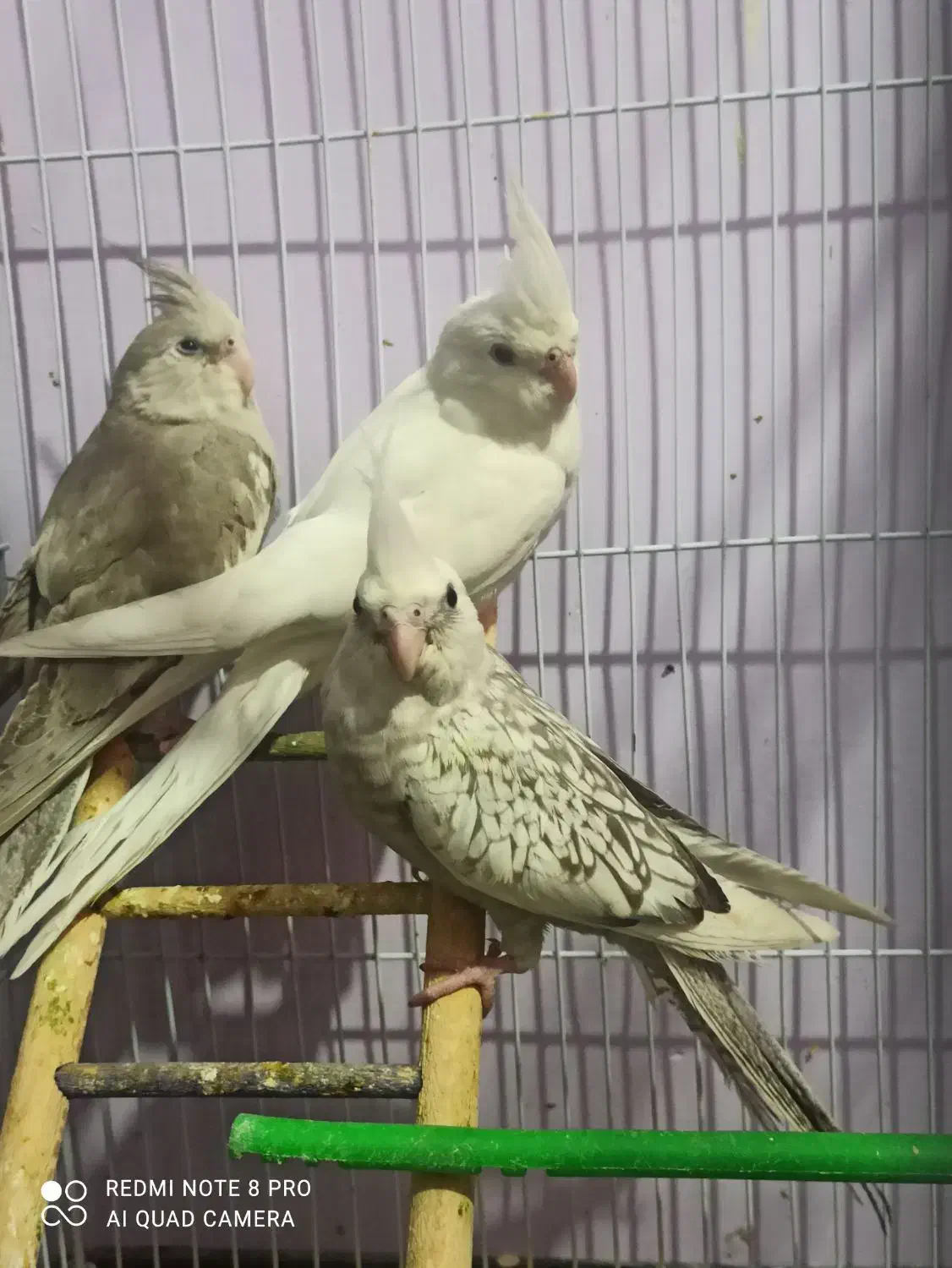 عروس هلندی|پرنده|شیروان (خراسان), |دیوار