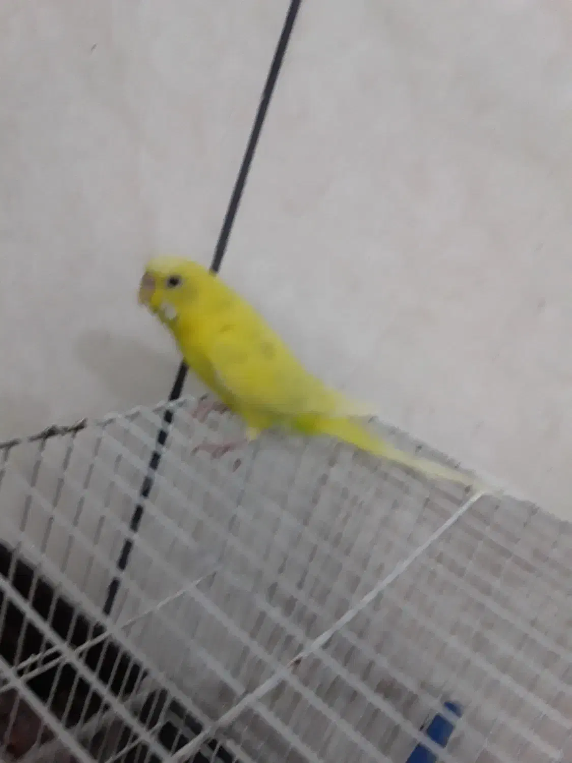 مرغ عشق دستی|پرنده|تایباد, |دیوار